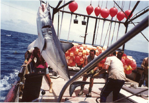 mako shark caught by Venezuelan longline vessel