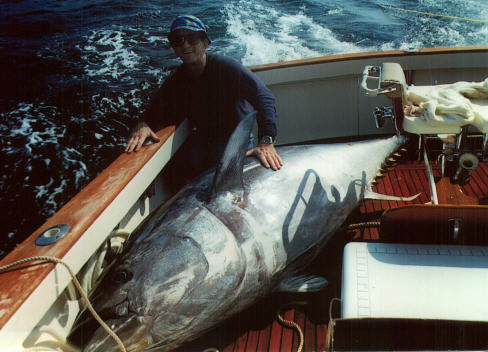 photo of bluefin tuna 1038 lbs (dw) or 1150 lbs (live weight) caught by Jack Cashman on Tuna Hunter