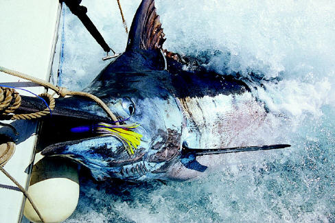 World record blue marlin photo - 1189 lbs - Azores