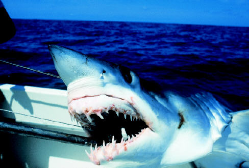 Closeup photo of the head of a 610 lb mako shark - Azores