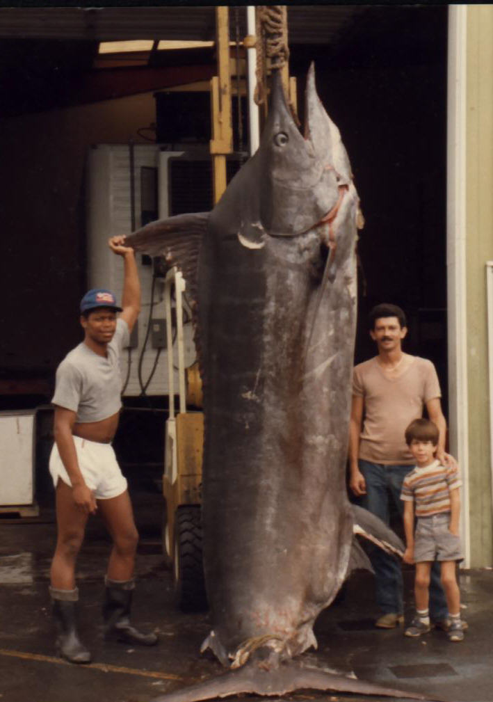 Blue marlin photo - 1656 lbs - Kona, Hawaii