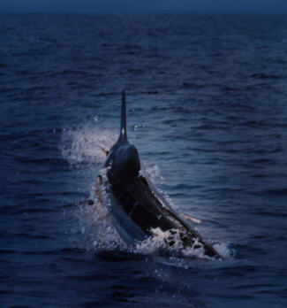 Blue marlin photo - 3000 lbs - Kona, Hawaii