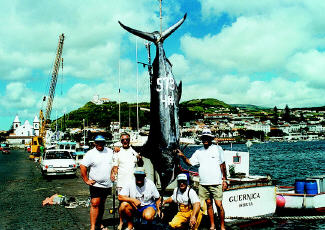World record blue marlin photo - Azores