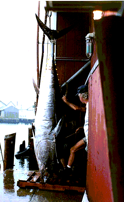 Giant bluefin tuna - 650 lbs