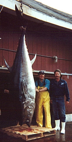 Giant bluefin tuna - 901 lbs
