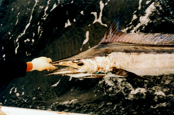 photo of Atlantic longbill spearfish