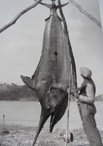 Photo of world record black marlin - 976 lbs - New Zealand