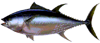 Giant bluefin tuna image