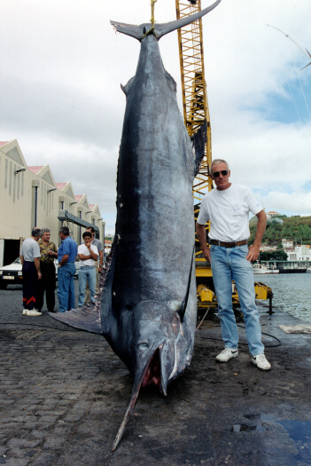 Photo of world record Atlantic blue marlin - 1,189 lbs. - Azores