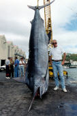 Capt. Joseph Franck of the Azores with the 80lb.-line class world record Atlantic blue marlin - 1,189 lbs.