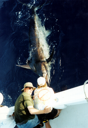 Atlantic blue marlin photo - 1000 lbs - Azores