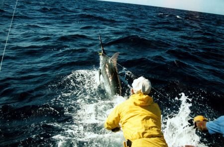 Photo of 1000 lb Atlantic blue marlin on wire - Azores