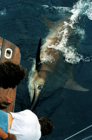 Photo of release of world record Atlantic blue marlin - 1400 lbs - Azores