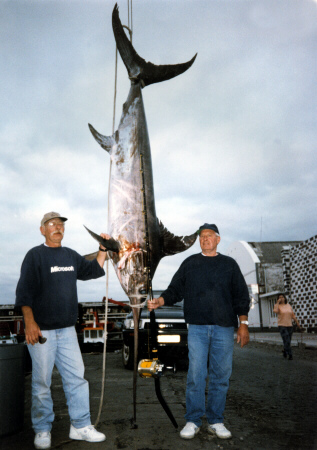 photo of swordfish from the Azores - 484 lbs