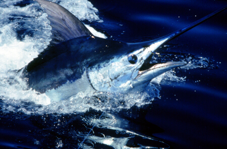 Photo of grander Atlantic blue marlin - Azores