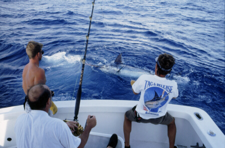 Photo of white marlin - Azores