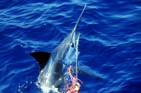 Photo of Atlantic blue marlin - Azores