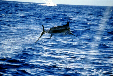 Photo of big blue marlin jumping