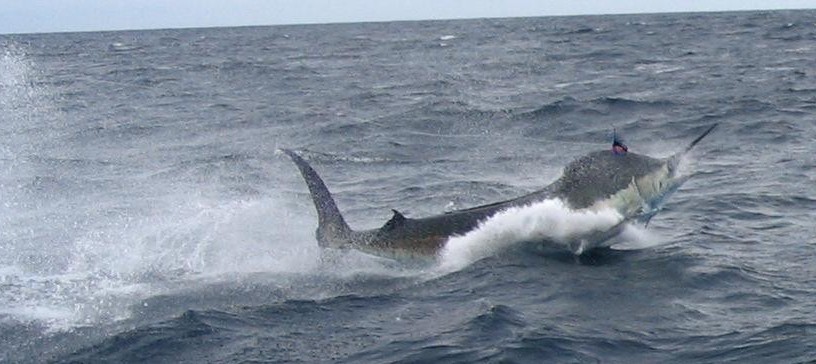 1,000+ lb blue marlin fought off Oregon Inlet NC for 7 hrs before an unplanned release, photo courtesy Miro Bozuv