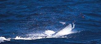 Grander blue marlin photo