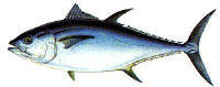 image of juvenile bluefin tuna by Ben Kocian