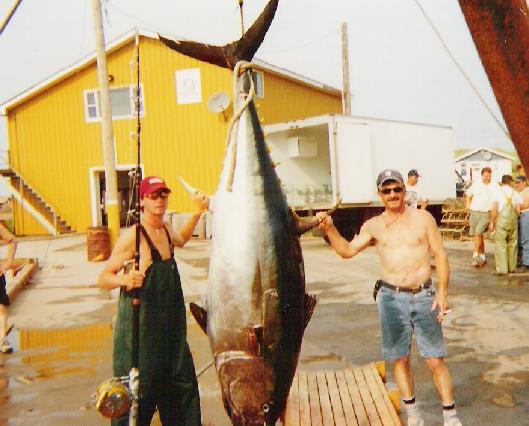 Photo of giant bluefin tuna weighing 680 lbs.