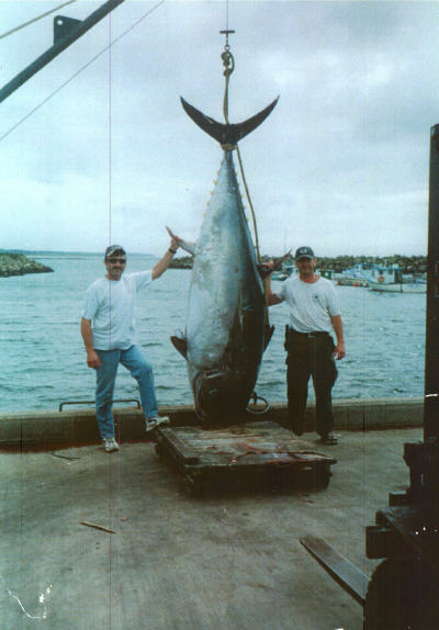 Photo of giant bluefin tuna weighing 1,108 lbs.