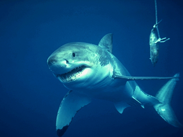 http://www.bigmarinefish.com/great_white_shark.jpg