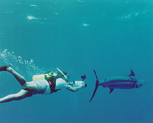 Photo of Guy Harvey swimming with and filming a blue marlin