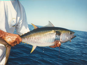 photo of young yellowfin tuna