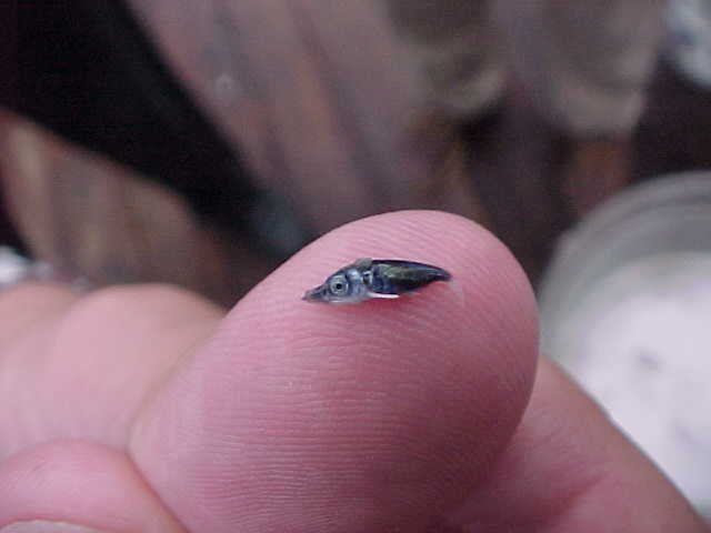 Larval blue marlin photo