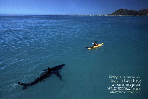 kayaker watching approach of a great white shark