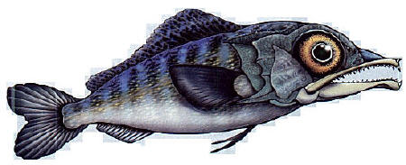 Larval blue marlin image by artist, Bruce Sylvester - source: Florida Sportsman magazine