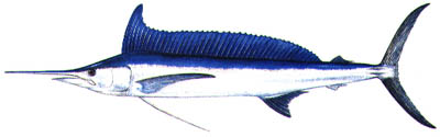 Fish of Florida: Longbill Spearfish