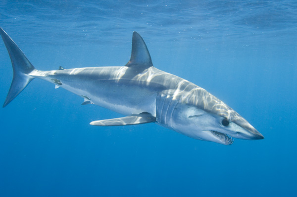 mako shark