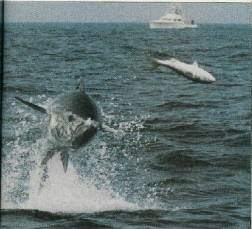 700 lb giant bluefin chasing a bluefish