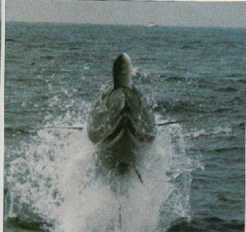 700 lb giant bluefin catching the bluefish