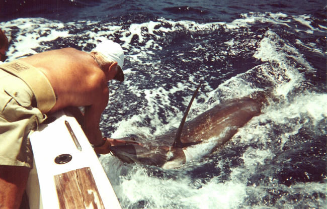 Photo of 350 lb blue marlin - Puerto Rico