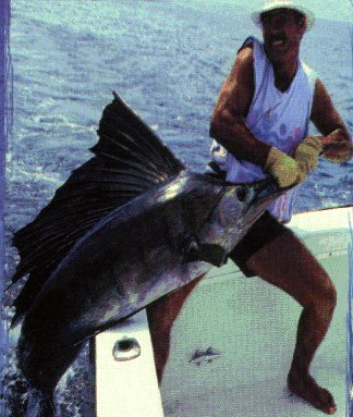 Pictures Of Sailfish - Free Sailfish pictures 