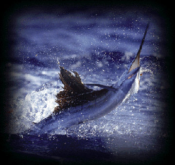 sailfish image