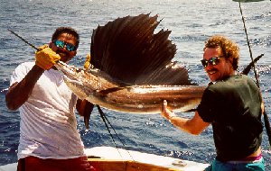 Sailfish photo