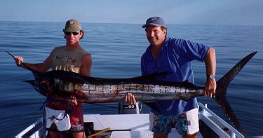 Sailfish photo - Australia