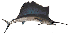 sailfish image