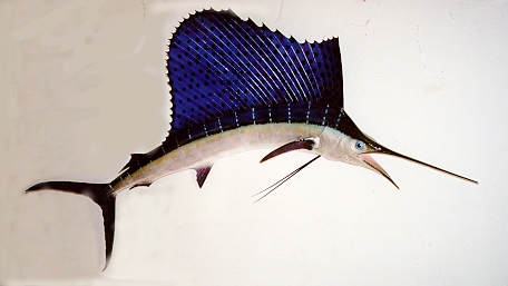 Sailfish mount