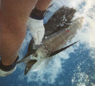 Sailfish photo