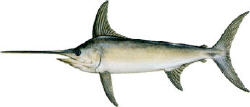 swordfish image