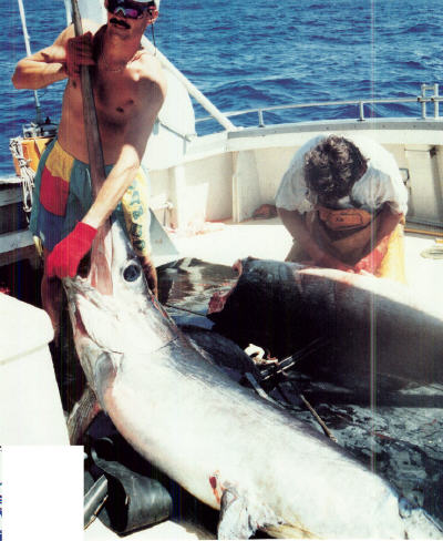 photo of two swordfish weighing about 600 lbs being butchered by longline crew - Indian Ocean