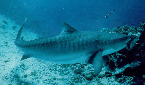 photo of a tiger shark
