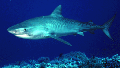 photo of tiger shark - 12 ft