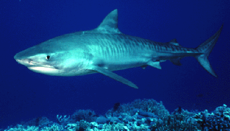 tiger shark